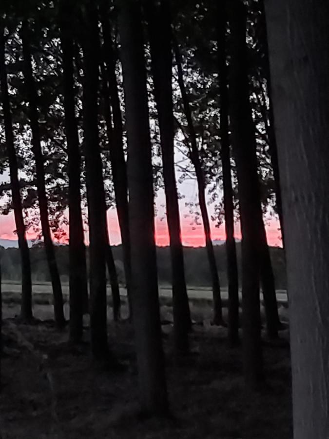 Bonita Cabana De Los Arboles En La Rioja , Durmiendo Entre Arboles Anguciana Exterior foto